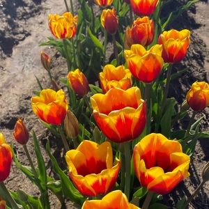 Meet your Posher, Lolo